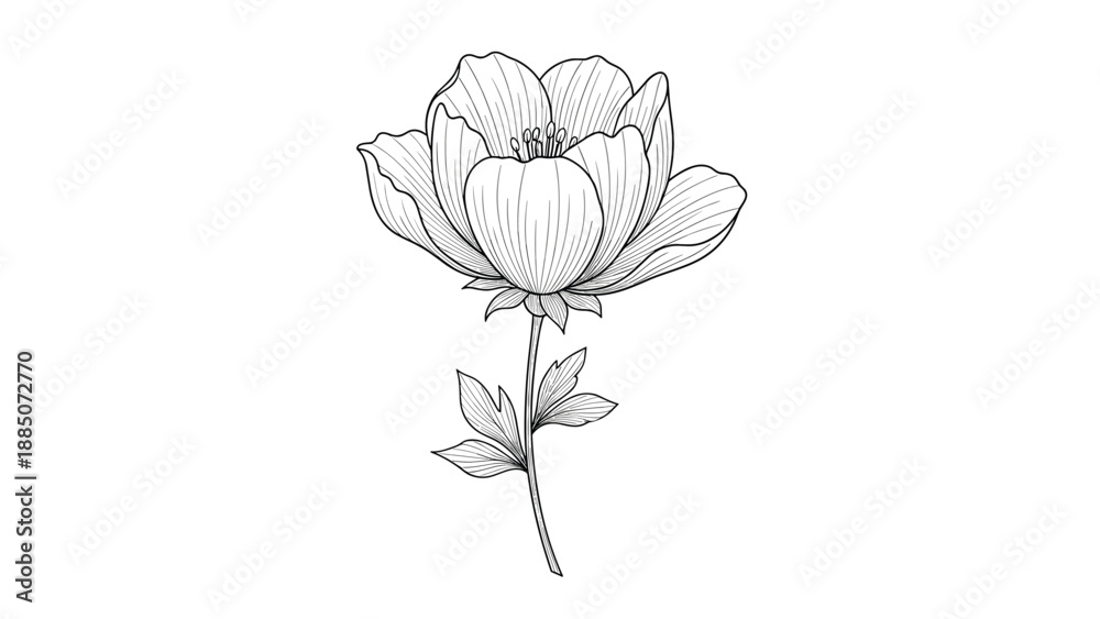Obraz premium Detailed black and white line art illustration of a single flower with leaves and stem shown on a plain white background.