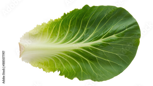 Green lettuce leaf vegetable healthy food isolated on a transparent background