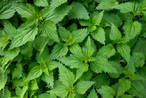 Fotografie Dense cluster of green stinging nettle plants with serrated leaves and textured veins in natural light