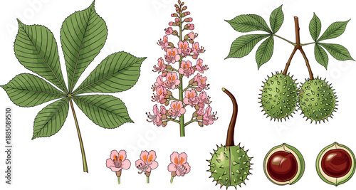 Horse chestnut botanical illustration set with leaves flowers seeds and fruit details for nature education, herbal design, scientific guides, and flat vector art