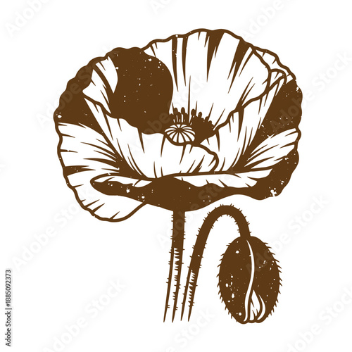 Drawing Vintage grunge  texture brown poppy flower illustration with seed pod