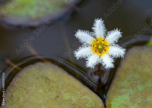 Water snowflake a tiny white flower in a pond. Macro shot of robust Marshwort. 