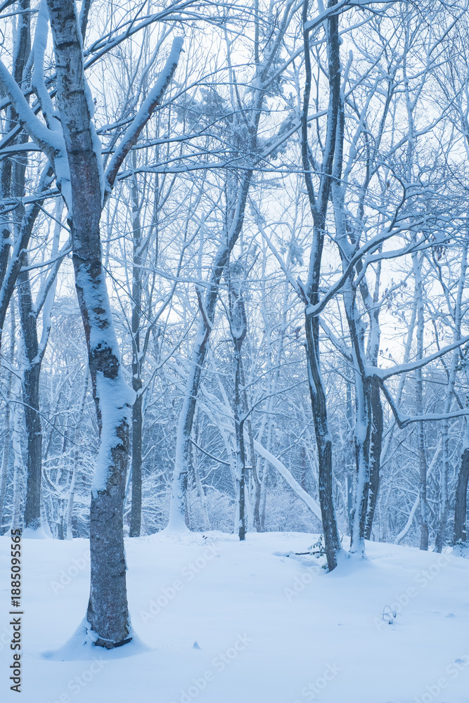 Fototapeta premium 冬 森