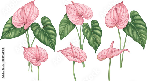 Beautiful pink anthurium flowers laceleaf botanical illustration set with green leaves isolated on white background for tropical nature and floral design projects