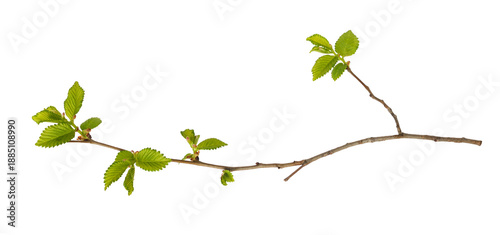 Spring branch with fresh green leaves and bourgeons isolated on white or transparent background