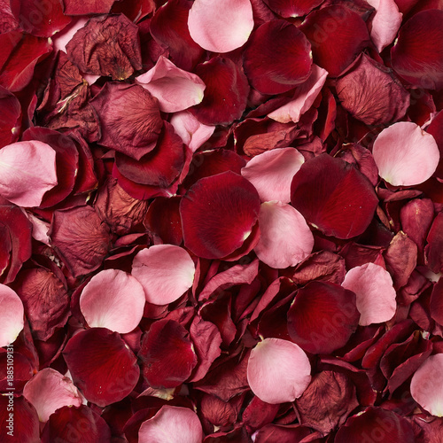 red rose petals background