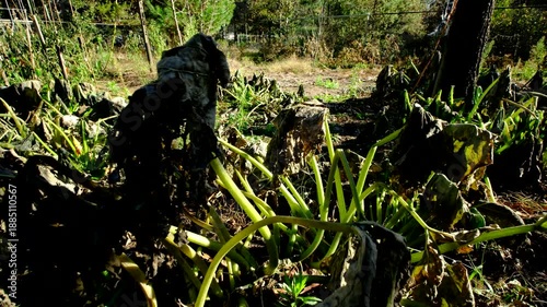 Close up of withered zucchini leaf and moving camera away revealing whole plant dying after first frost killed crops