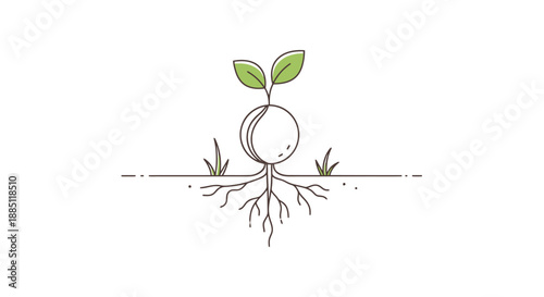 Seedling Sprouting New Growth From Seed With Developed Root System Emerging From Soil