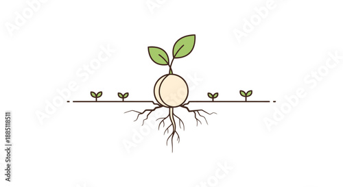 New Life Emerges From Seed With Developing Roots Ready To Grow into Green Sprouts on White Background