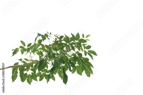 branch leaves or green leaf isolated. Tree Leaf Frame