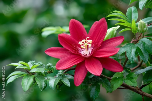 Red Passiflora vitifolia flower blooming in lush garden