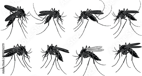 Black and White Mosquito Silhouette Vector Collection Featuring Detailed Insect Anatomy Illustrations for Malaria Prevention Awareness Dengue Fever Education and Pest Control Graphic Design