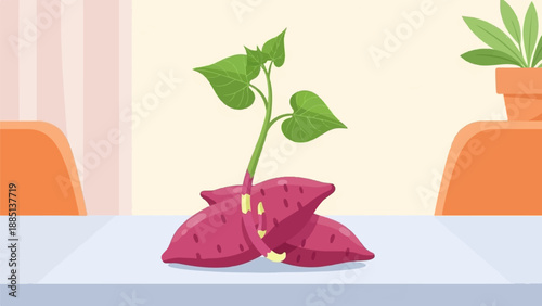 A budding sweet potato with leaves sprouting on a table