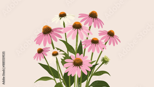 A bouquet of pink and white coneflowers with green leaves on a light background