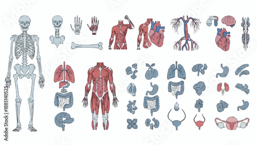 Human Anatomy Medical Illustration Collection.