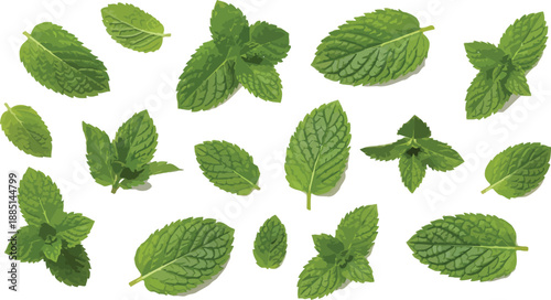 Assortment of fresh vibrant green mint leaves scattered randomly across a transparent background highlighting culinary garnish and herbal freshness