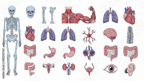 Human Anatomy Medical Organs and Skeleton Collection.