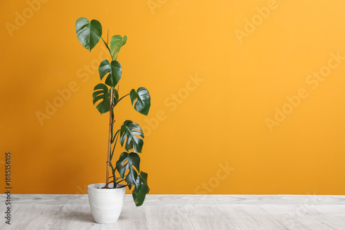 Pot with tropical Monstera ...