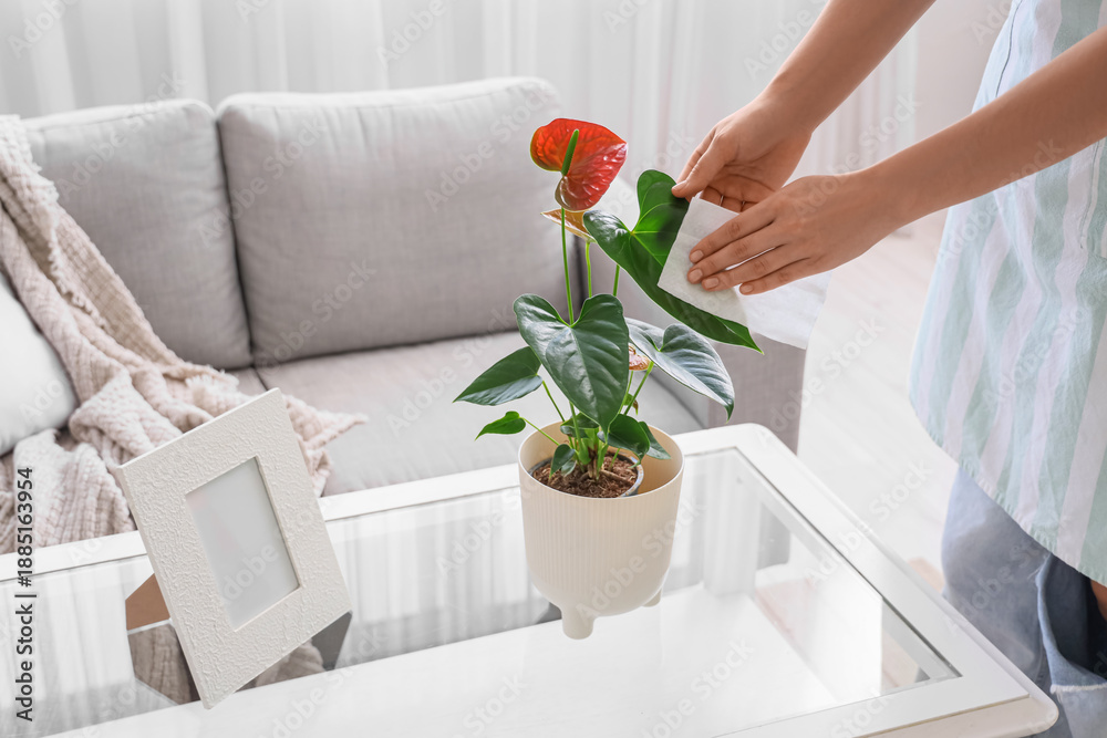 Fototapeta premium Woman wiping Anthurium flower's leaf at home