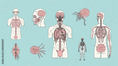 Human Anatomy Medical Science Illustration Collection.