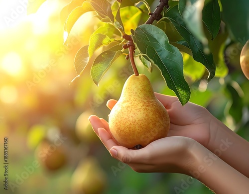 Golden hour glow illuminates a perfectly ripe yellow pear, gently cradled in human hands, freshly picked from a lush green orchard, symbolizing nature's bounty and careful harvest