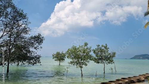 Wide shot of mangrove trees growing in shallow turquoise sea water under a blue sky with clouds. This peaceful tropical scene is perfect for environmental articles, travel and nature