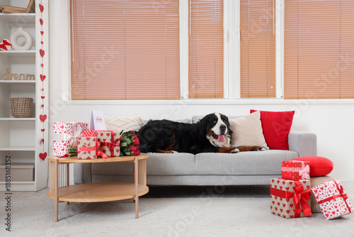 Bernese Mountain dog with r...