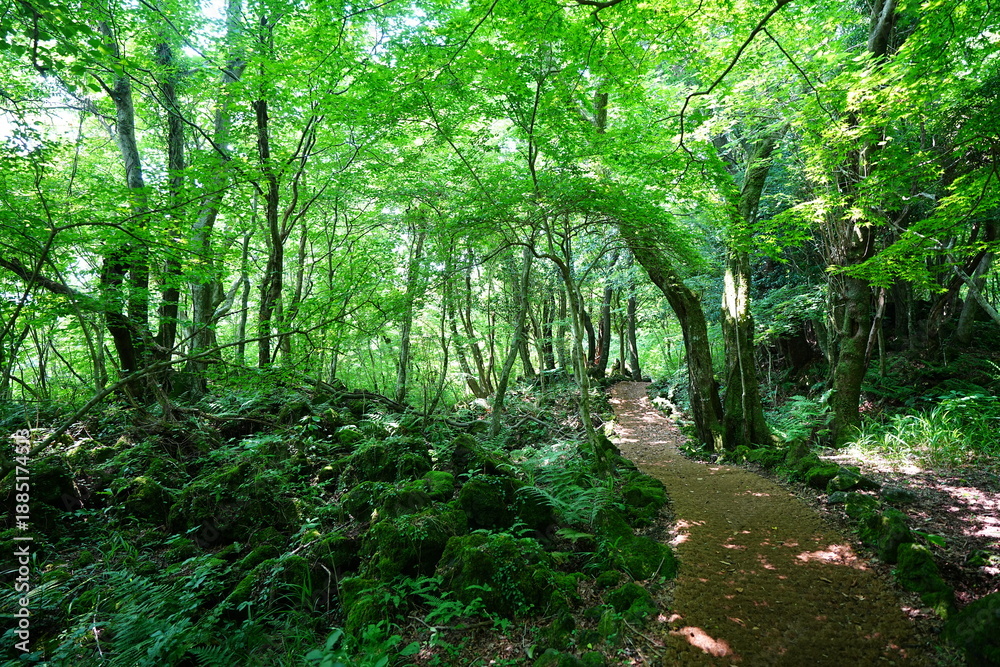 Obraz premium fine spring path and old trees