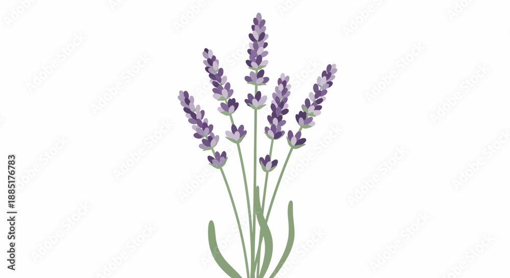 Obraz premium A serene and elegant vector illustration showcasing a delicate cluster of lavender flower stalks, capturing nature's beauty in a minimalist style