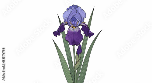 Beautiful purple and blue iris flower with green leaves and a bud on a white background illustration