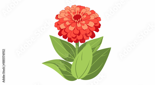Vibrant red zinnia flower illustration, a beautiful botanical art of a blooming zinnia plant with green leaves on a white background