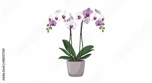 Vibrant potted phalaenopsis orchid flower illustration, showcasing delicate white and purple blossoms for a beautiful botanical accent in any indoor space