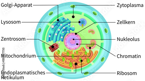 Cell structure illustration german