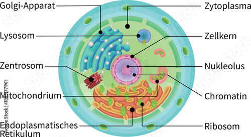 Cell structure illustration german