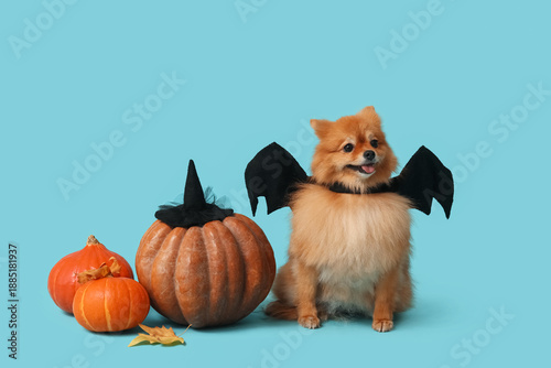 Cute Pomeranian dog in bat ...