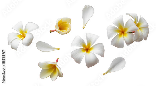 White plumeria flowers and petals isolated on a transparent background