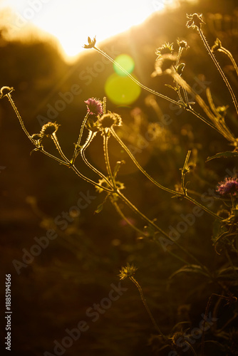 Принти на полотні Flowers grow in sunlight during late afternoon by a pathway in a natural setting