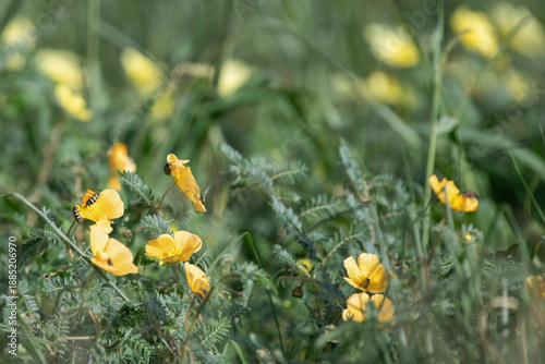 Cuadro en lienzo Coléoptères posés sur des fleurs sauvages jaunes