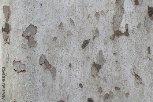 Beautiful oak tree pattern, texture