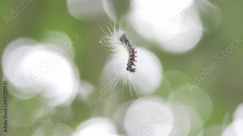 caterpillar
