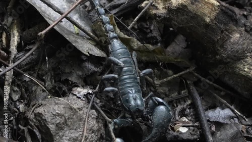 scorpion