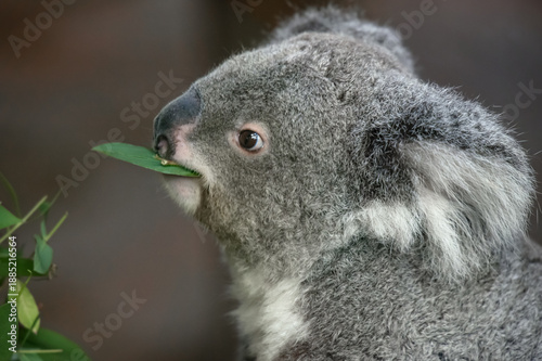 Photography view of a koala eating eucalyptus