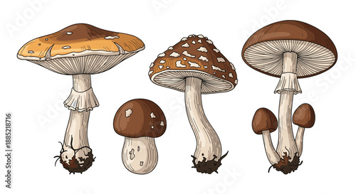A set of four different types of wild mushrooms illustrated in a detailed and colorful vintage engraving or woodcut style.