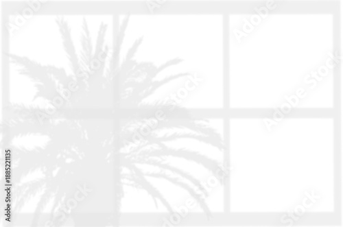 Shadow overlaying of palm tree leaves and window on wall, summer abstract sunlight 