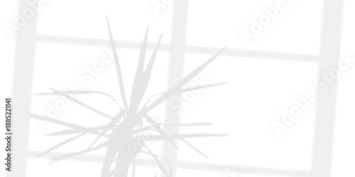 Shadow overlaying of houseplant and  window on wall, summer abstract sunlight 