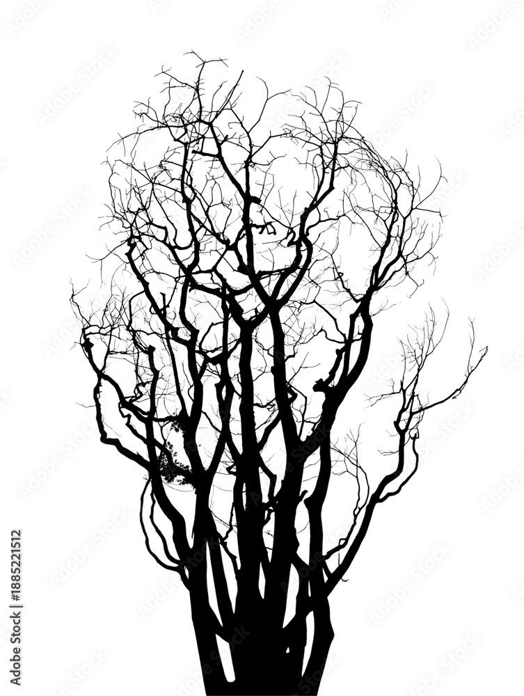 Fototapeta premium Dark silhouette of a dense, tangled, leafless winter bush or shrub showing many intricate fine branching patterns on transparent background