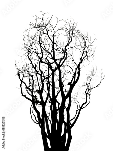 Dark silhouette of a dense, tangled, leafless winter bush or shrub showing many intricate fine branching patterns on transparent background