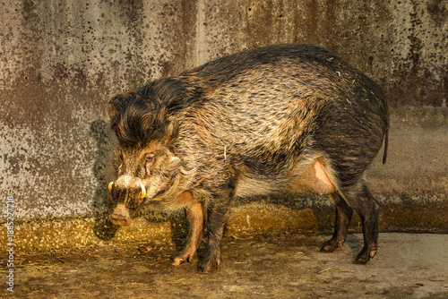 Foto A Visayan warty pig (Sus cebifrons)