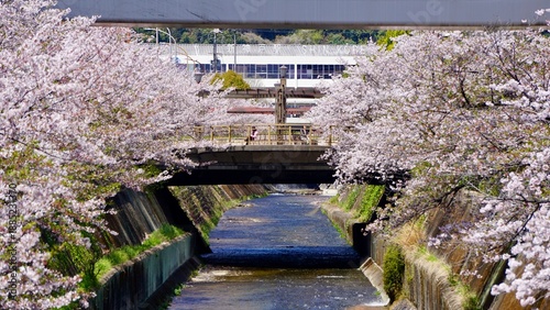 Cherry Blossoms in full bloom lining a canal in Japan
