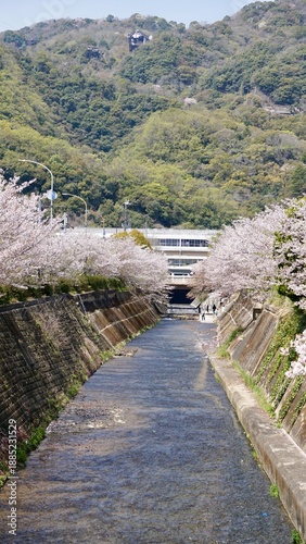 Cherry Blossoms in full bloom lining a canal in Japan